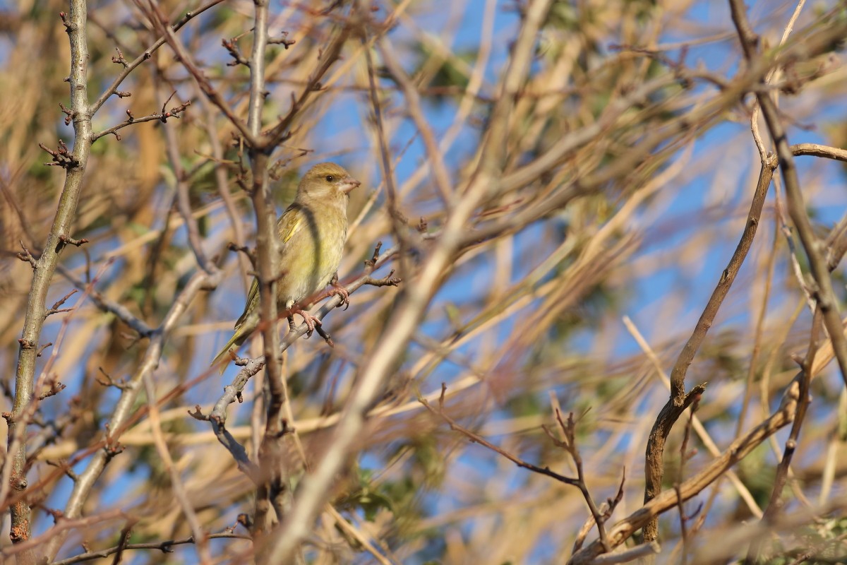 European Greenfinch - ML631403517