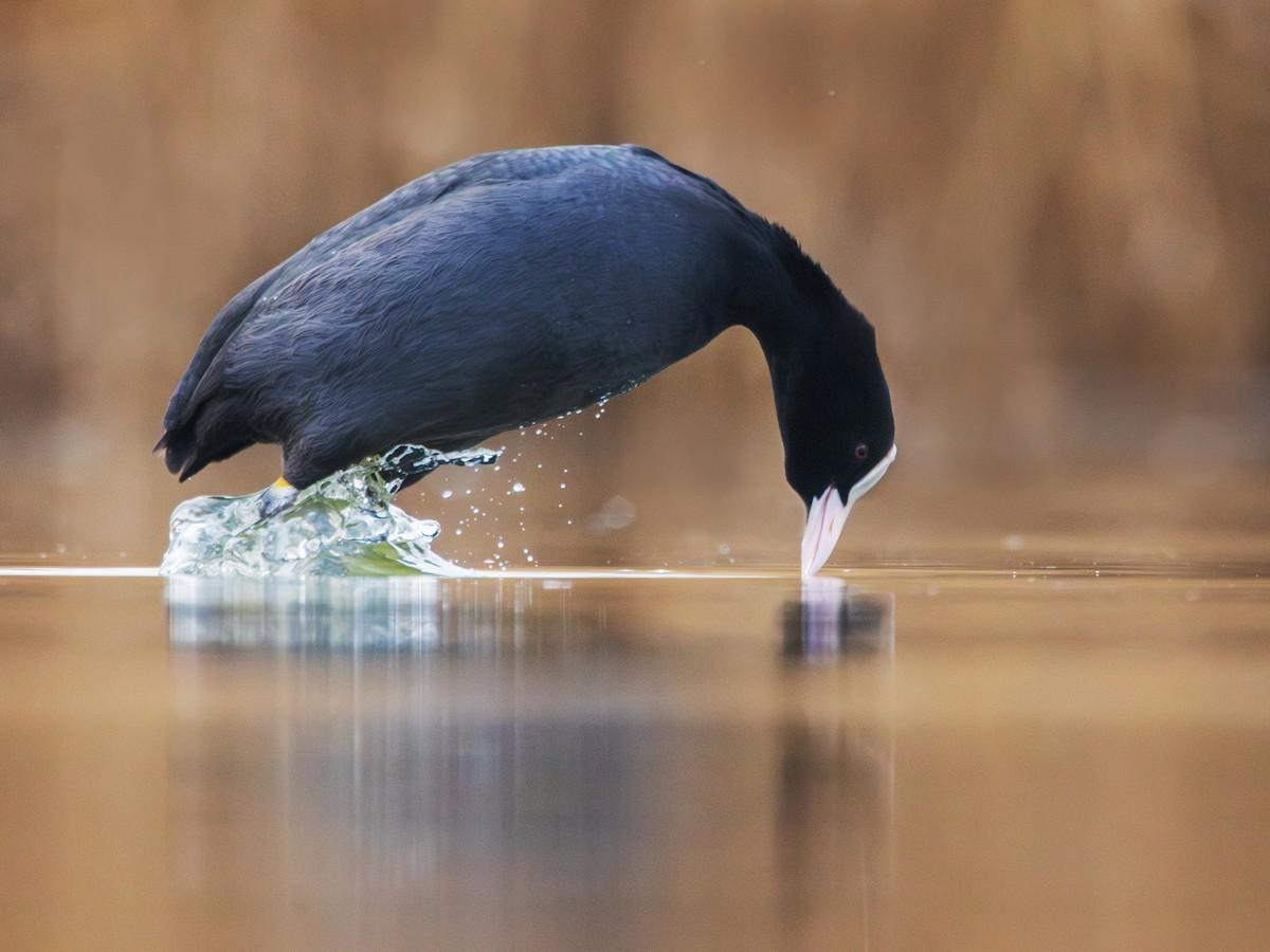 Eurasian Coot - ML631403534