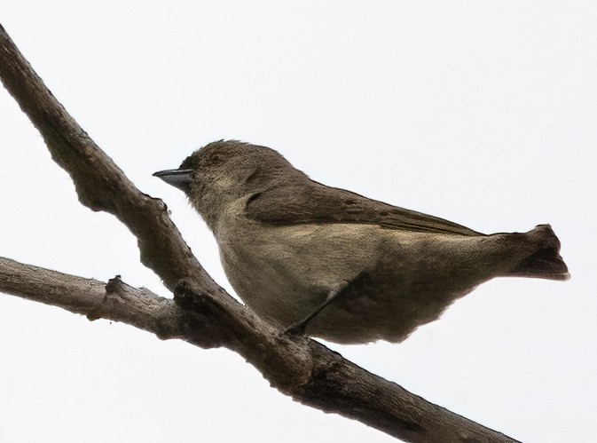 Thick-billed Flowerpecker - ML631403580