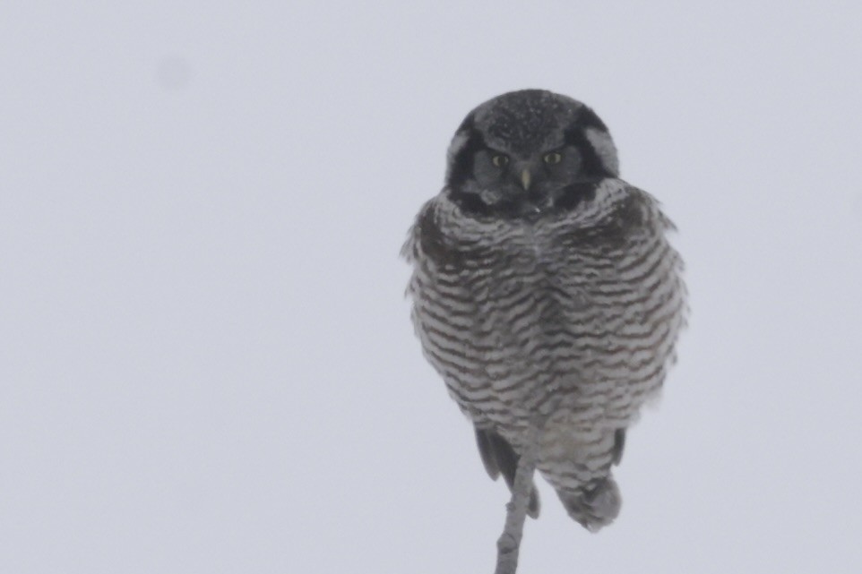 Northern Hawk Owl - ML631403622