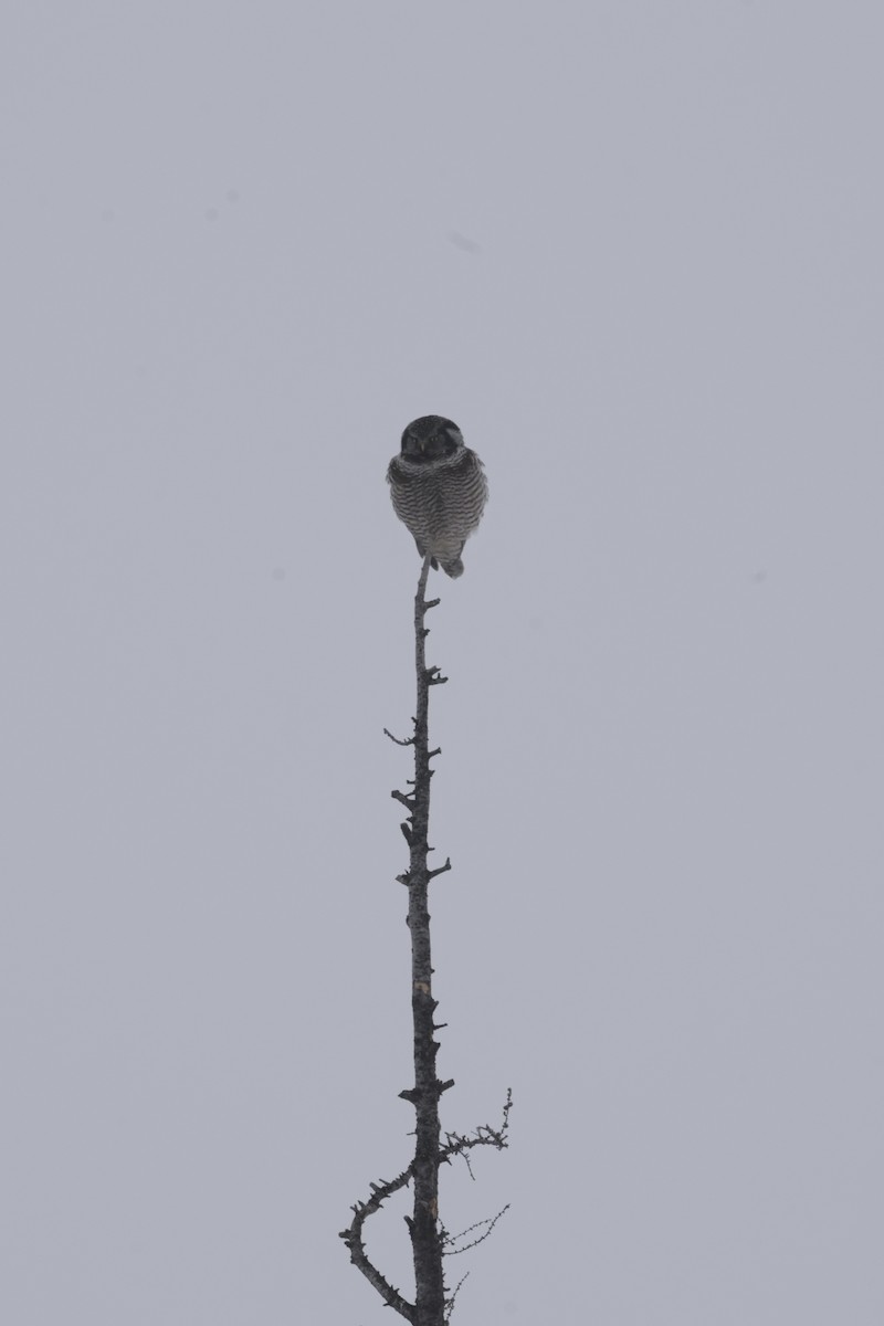 Northern Hawk Owl - ML631403623
