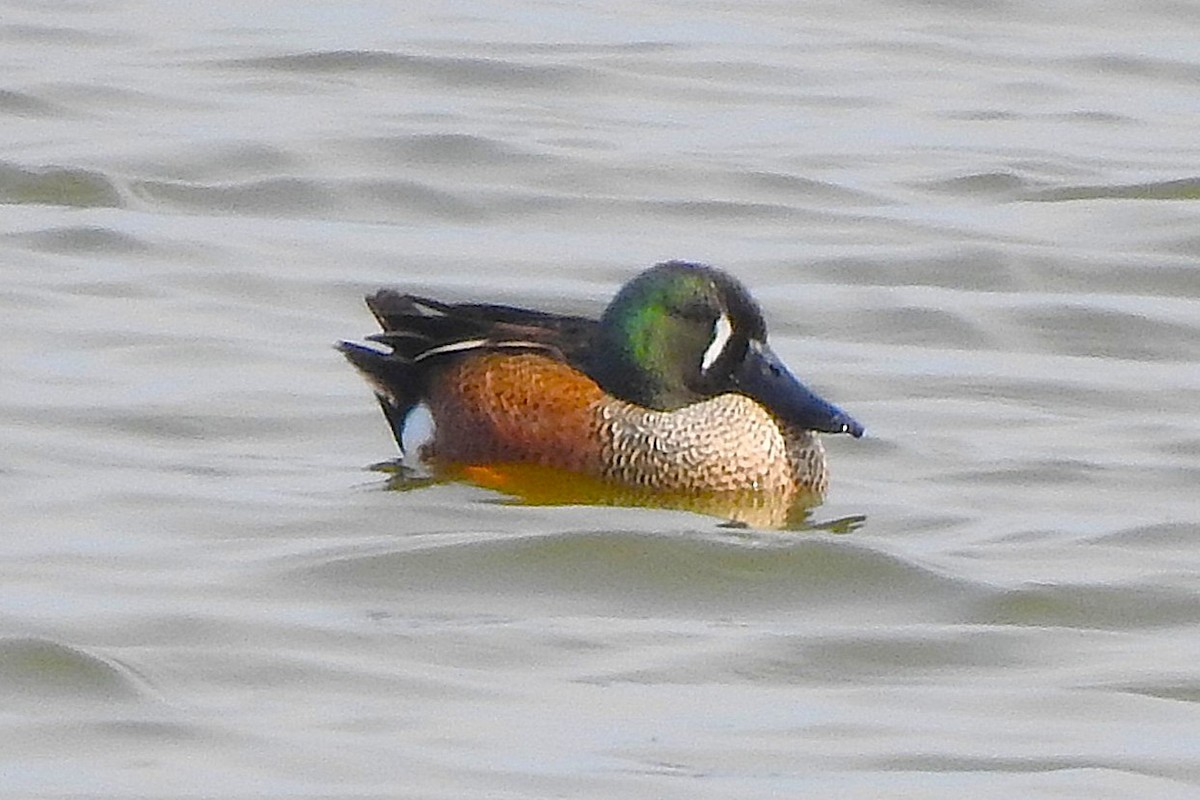 Blue-winged Teal x Northern Shoveler (hybrid) - ML631403985
