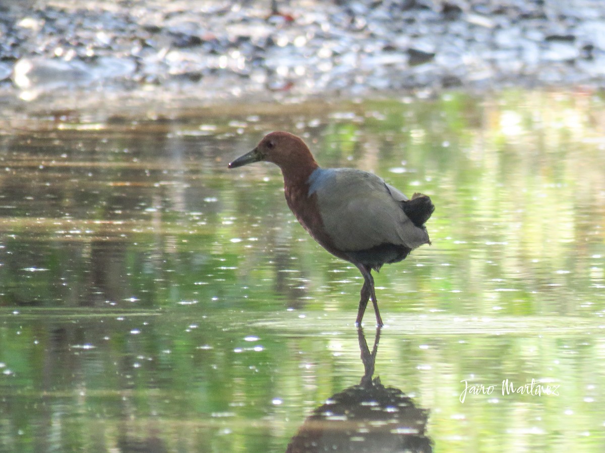 Rufous-necked Wood-Rail - ML631404231