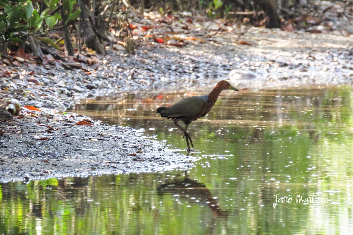 Rufous-necked Wood-Rail - ML631404232