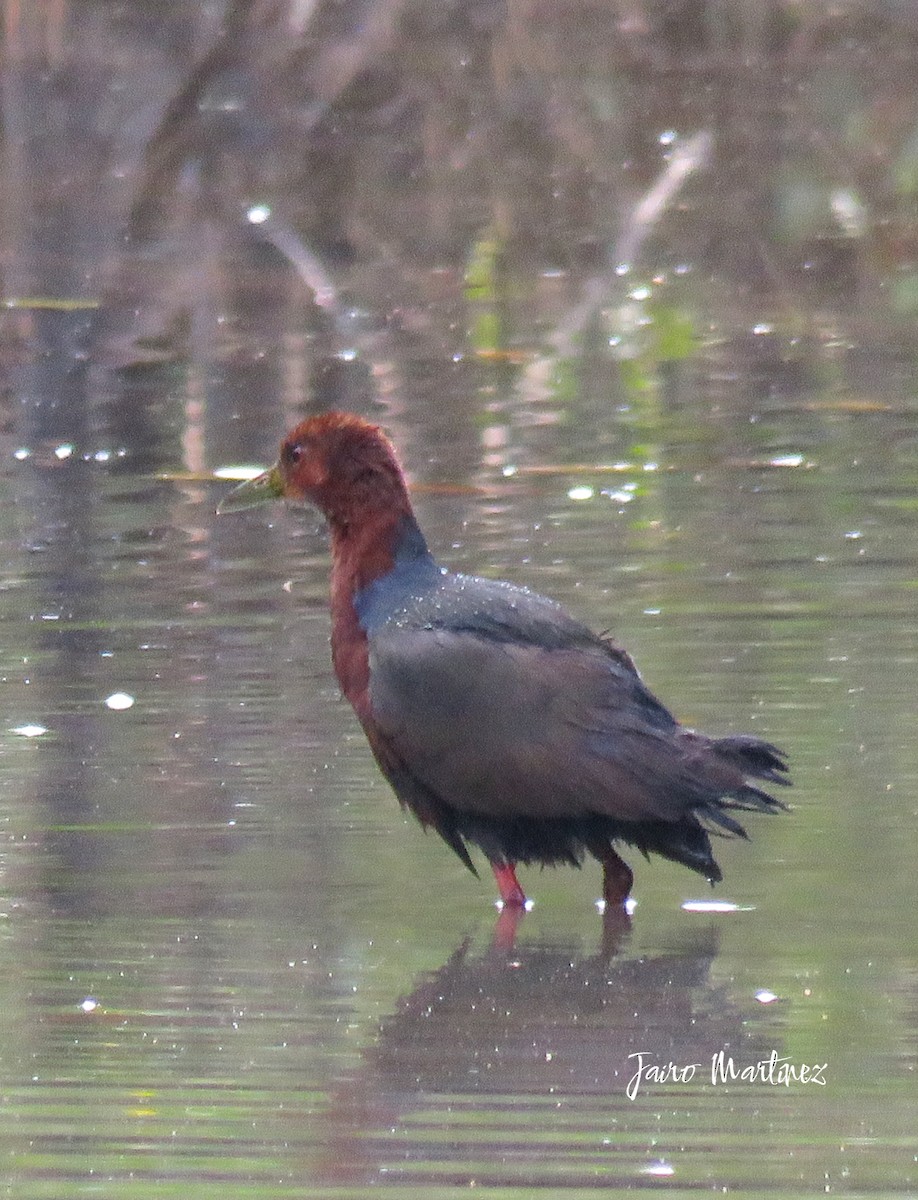 Rufous-necked Wood-Rail - ML631404233