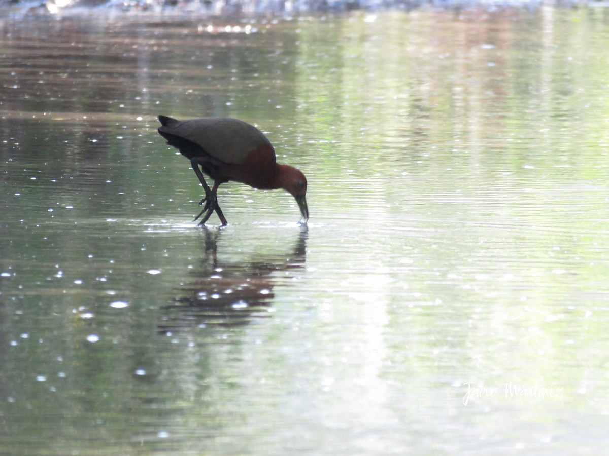 Rufous-necked Wood-Rail - ML631404234