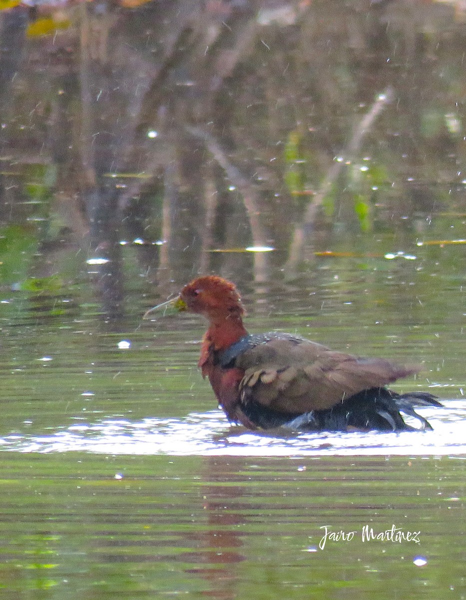 Rufous-necked Wood-Rail - ML631404235