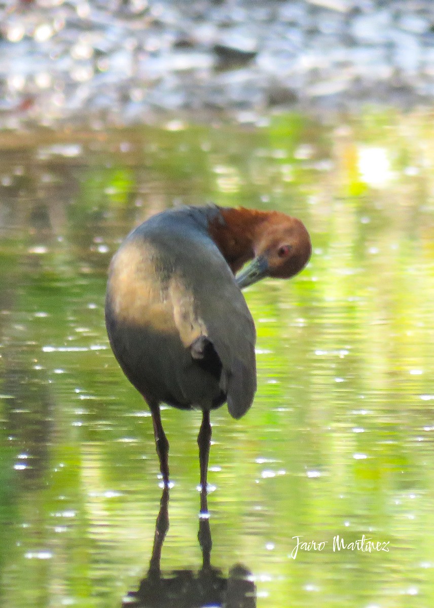 Rufous-necked Wood-Rail - ML631404236