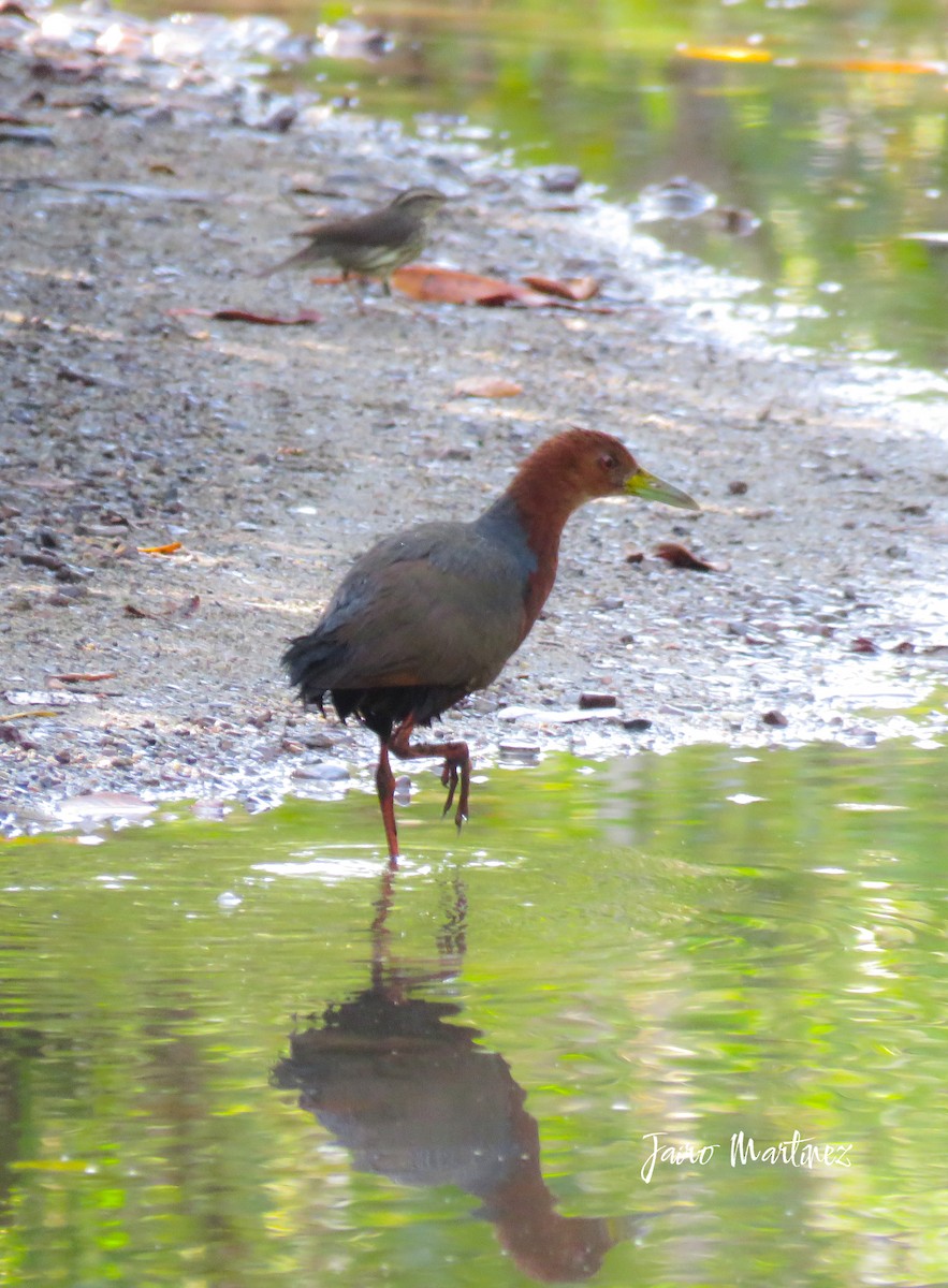 Rufous-necked Wood-Rail - ML631404237