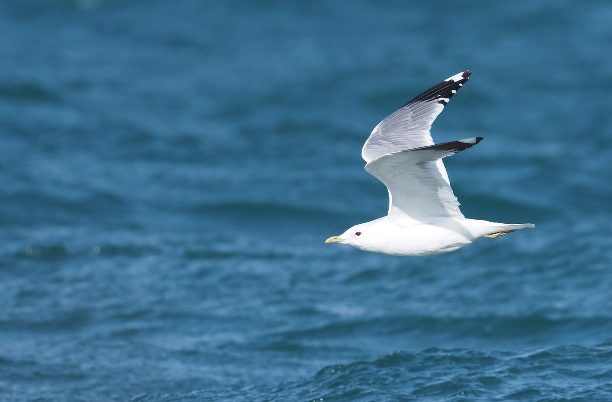Common Gull (Russian) - ML631404292