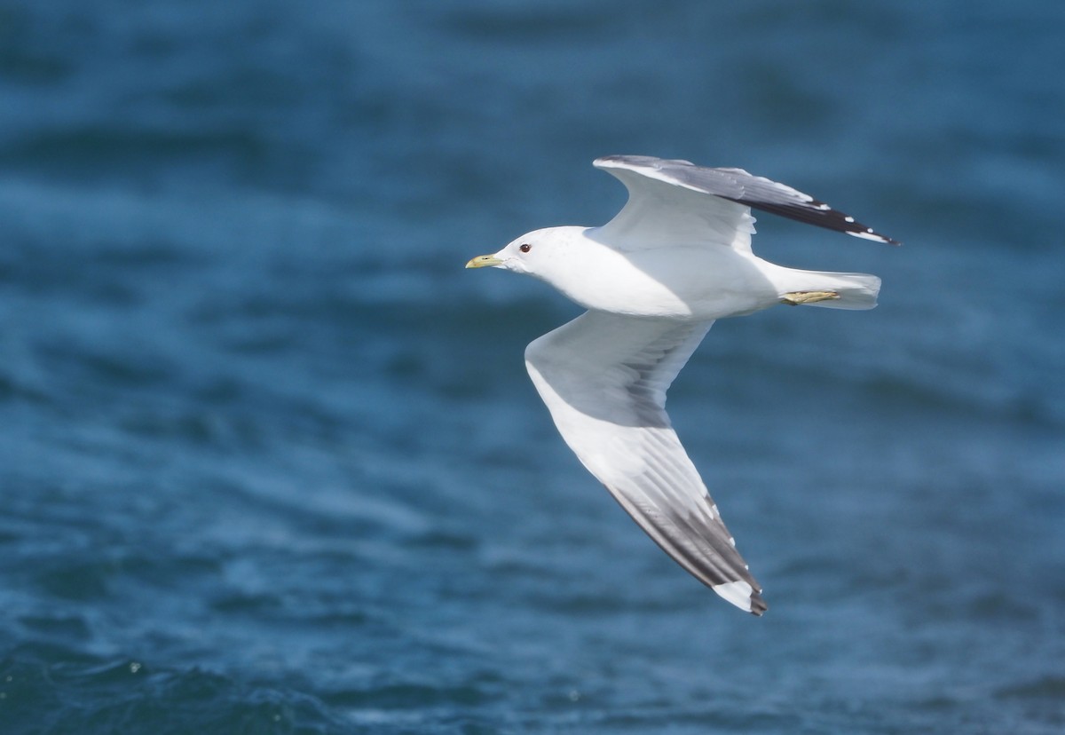 Common Gull (Russian) - ML631404299
