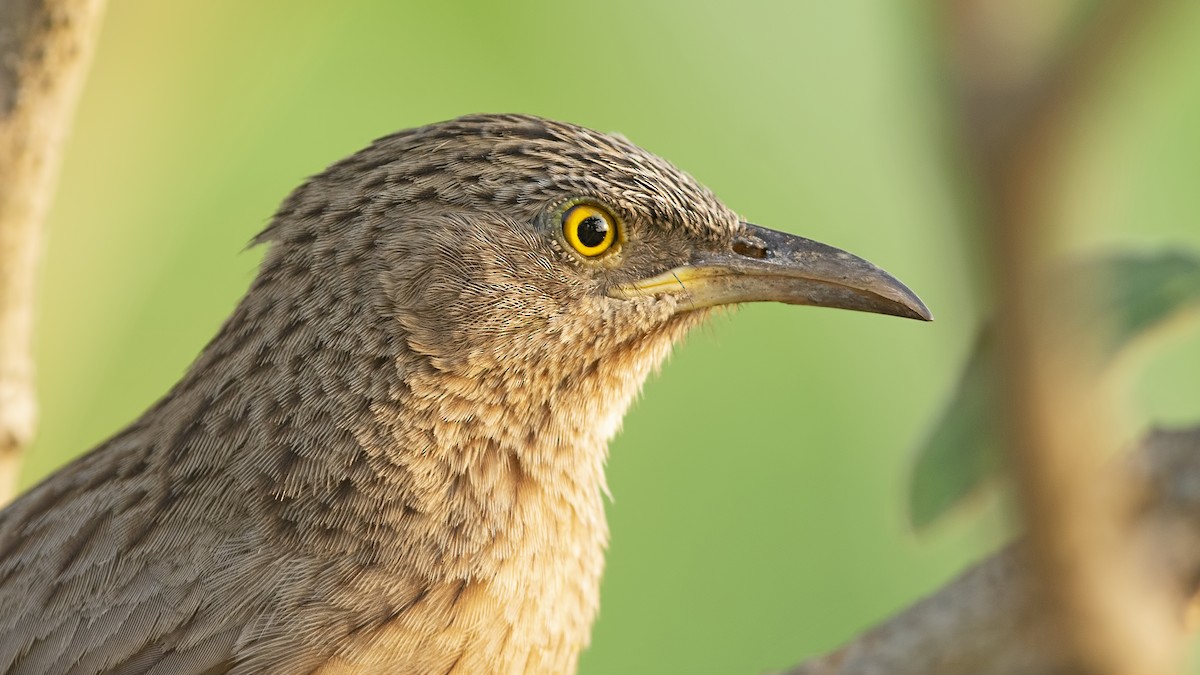 Striated Babbler - ML631404304