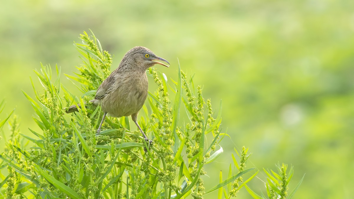 Striated Babbler - ML631404305