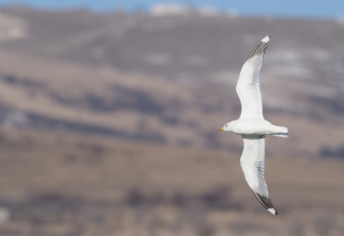 Common Gull (Russian) - ML631404309