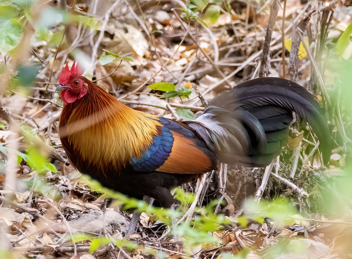 Red Junglefowl - ML631404331