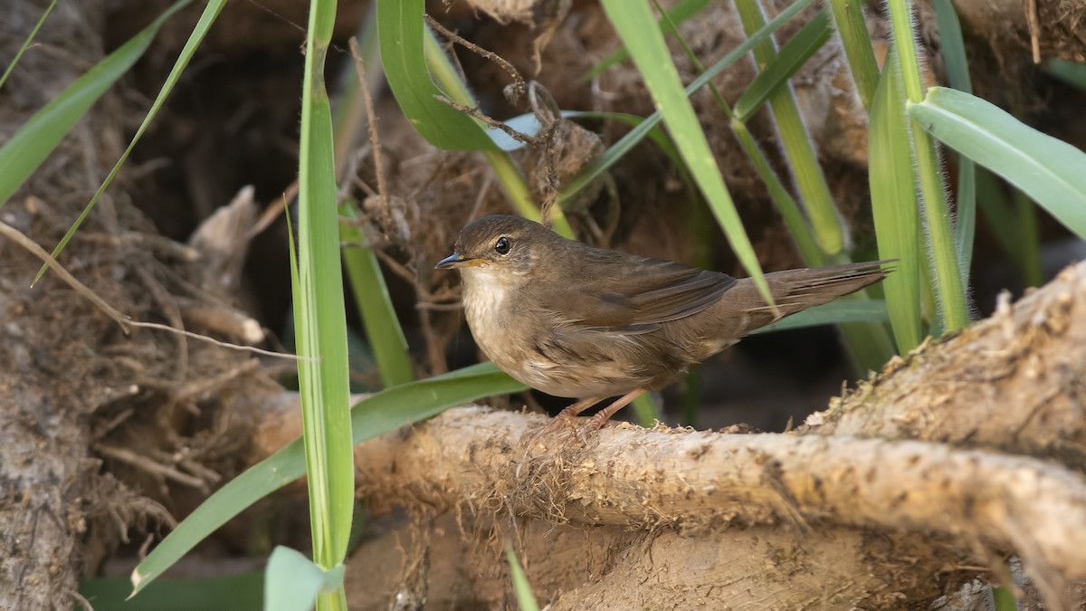 Spotted Bush Warbler - ML631404358