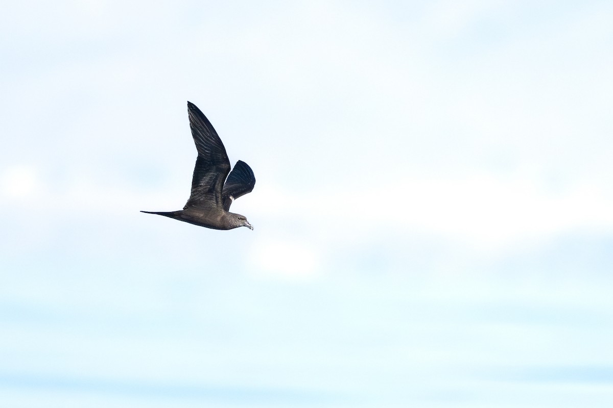 Jouanin's Petrel - ML631404411