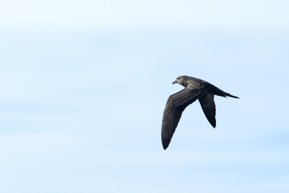 Jouanin's Petrel - ML631404413