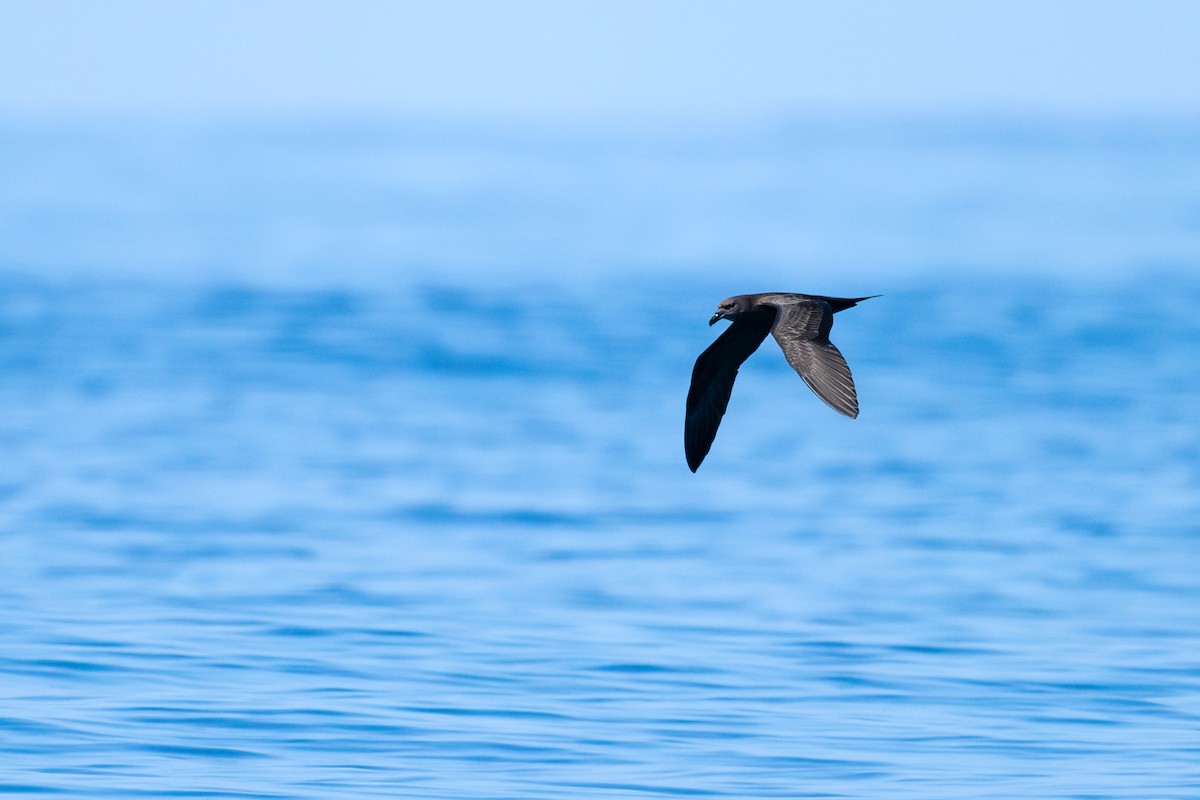 Jouanin's Petrel - ML631404443