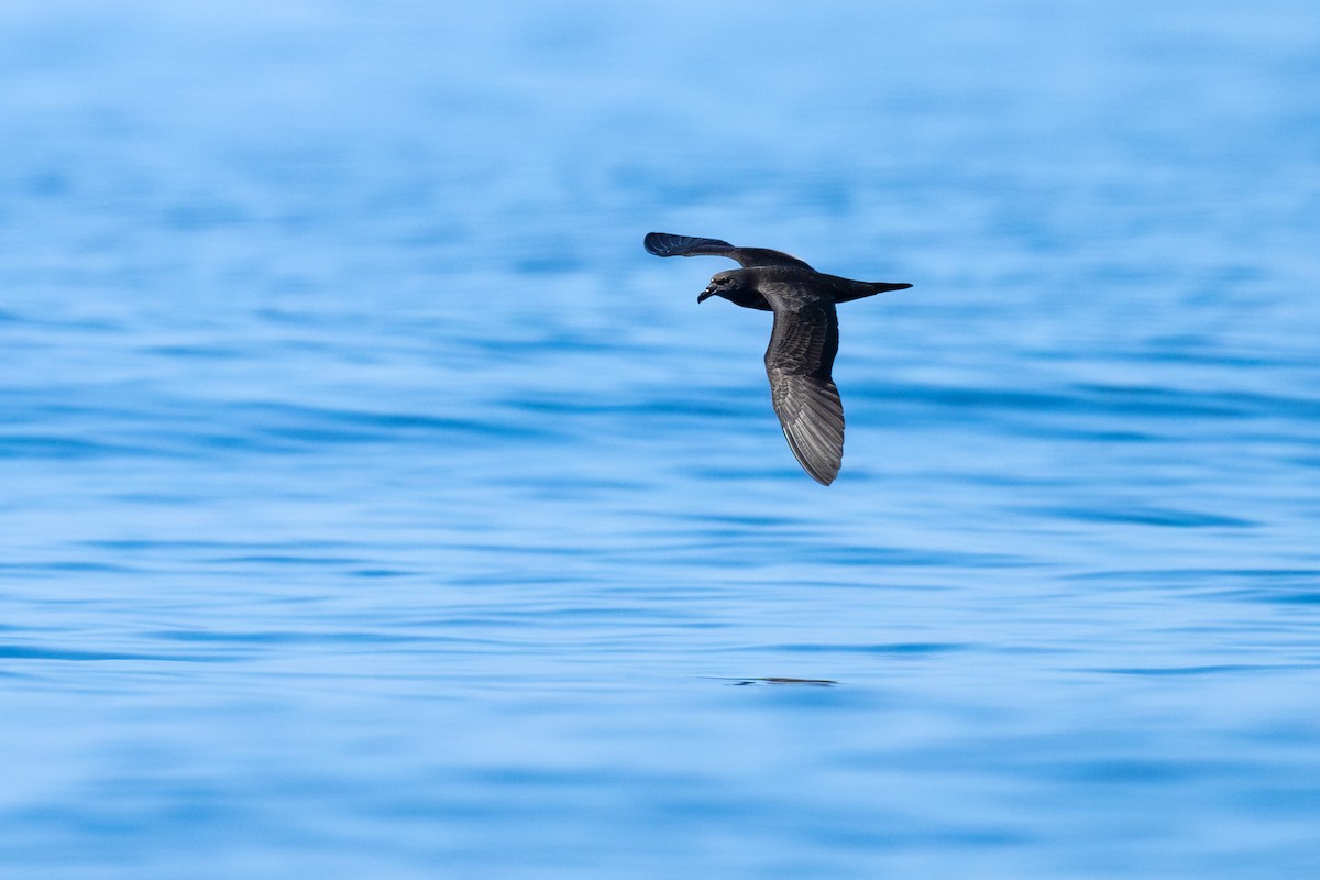 Jouanin's Petrel - ML631404444