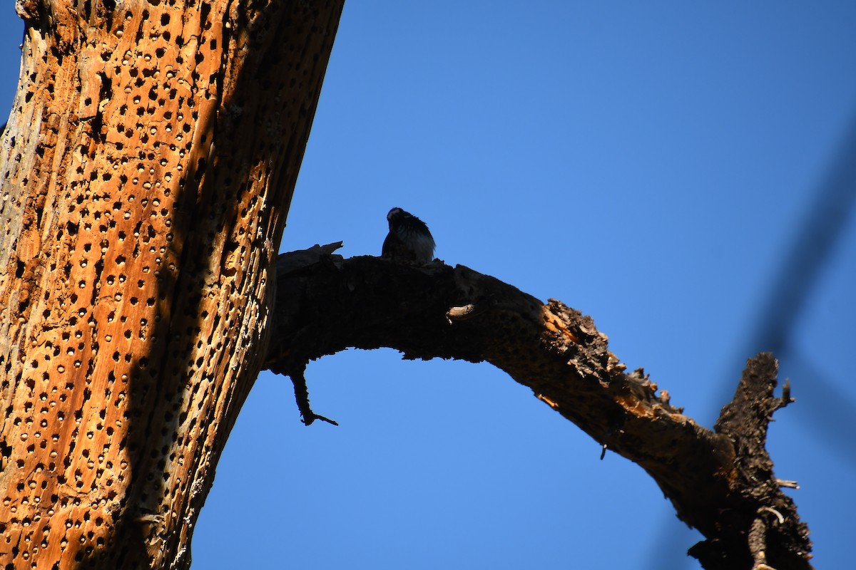 Acorn Woodpecker - ML631404445