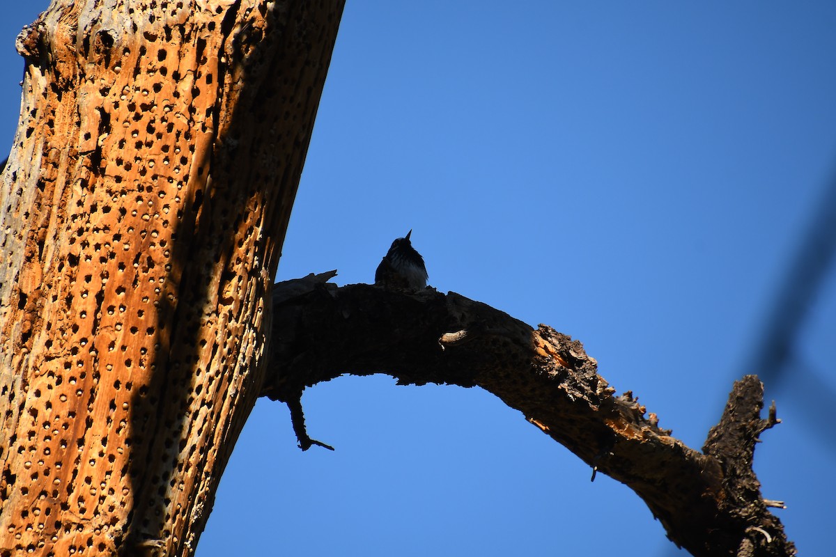Acorn Woodpecker - ML631404446