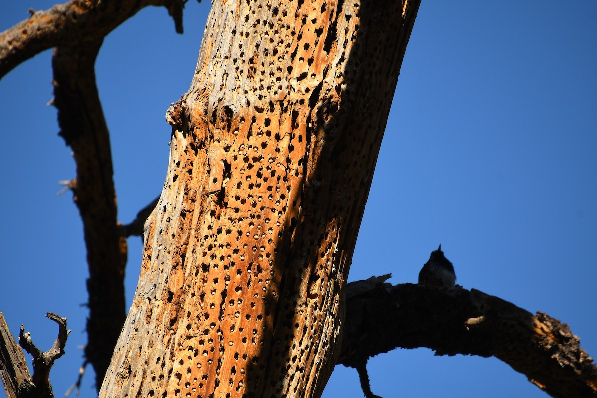 Acorn Woodpecker - ML631404447