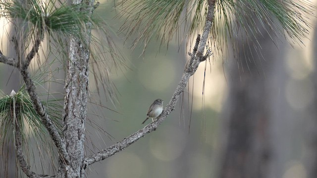 Bachman's Sparrow - ML631404449