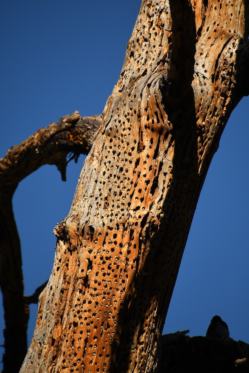 Acorn Woodpecker - ML631404455