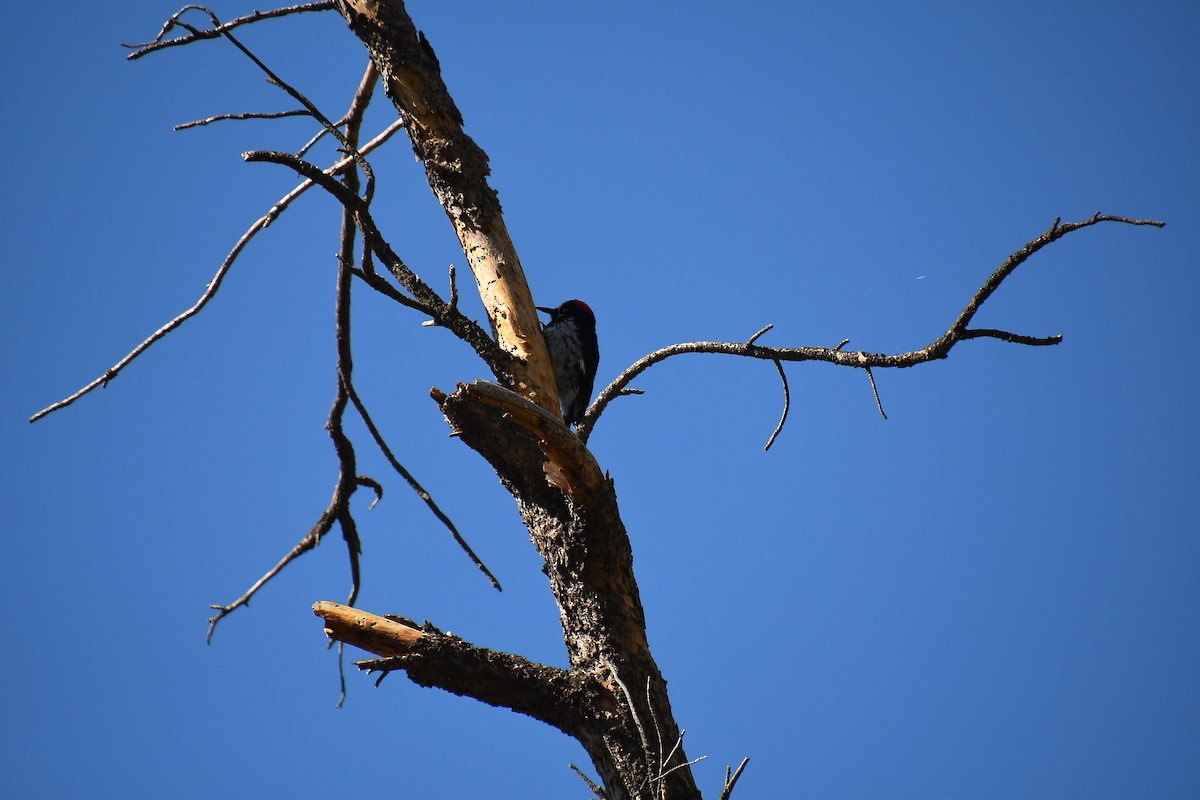 Acorn Woodpecker - ML631404463