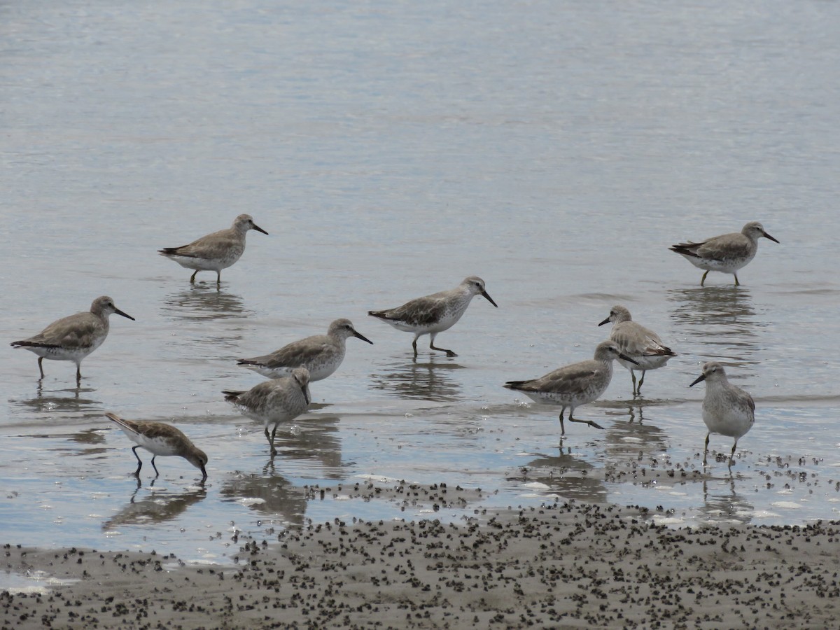 Red Knot - ML631404793