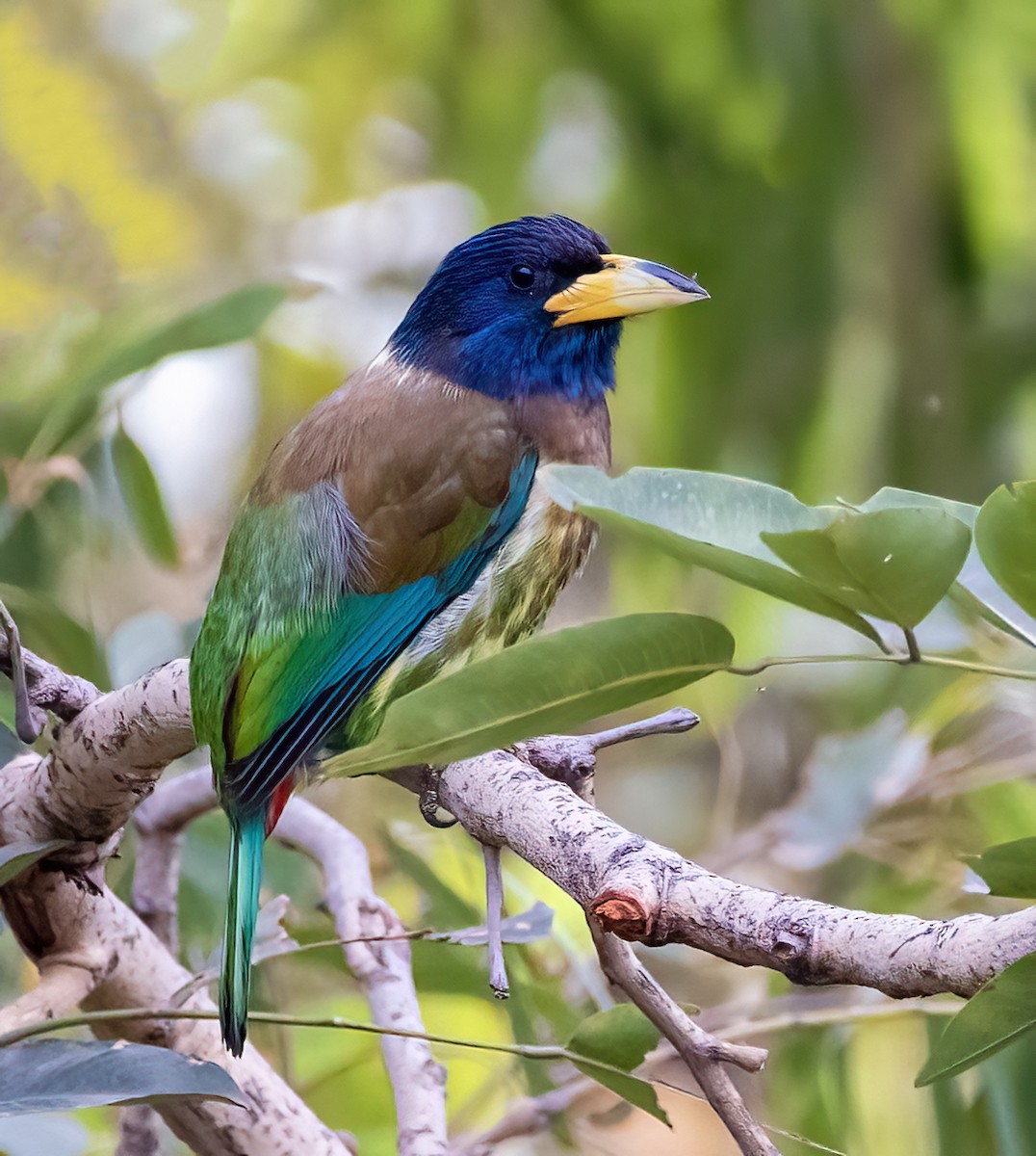 Great Barbet - ML631404960