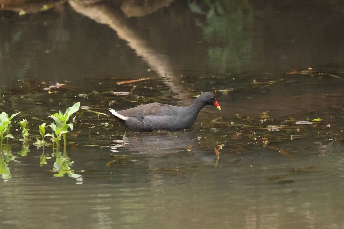 Dusky Moorhen - ML631405014