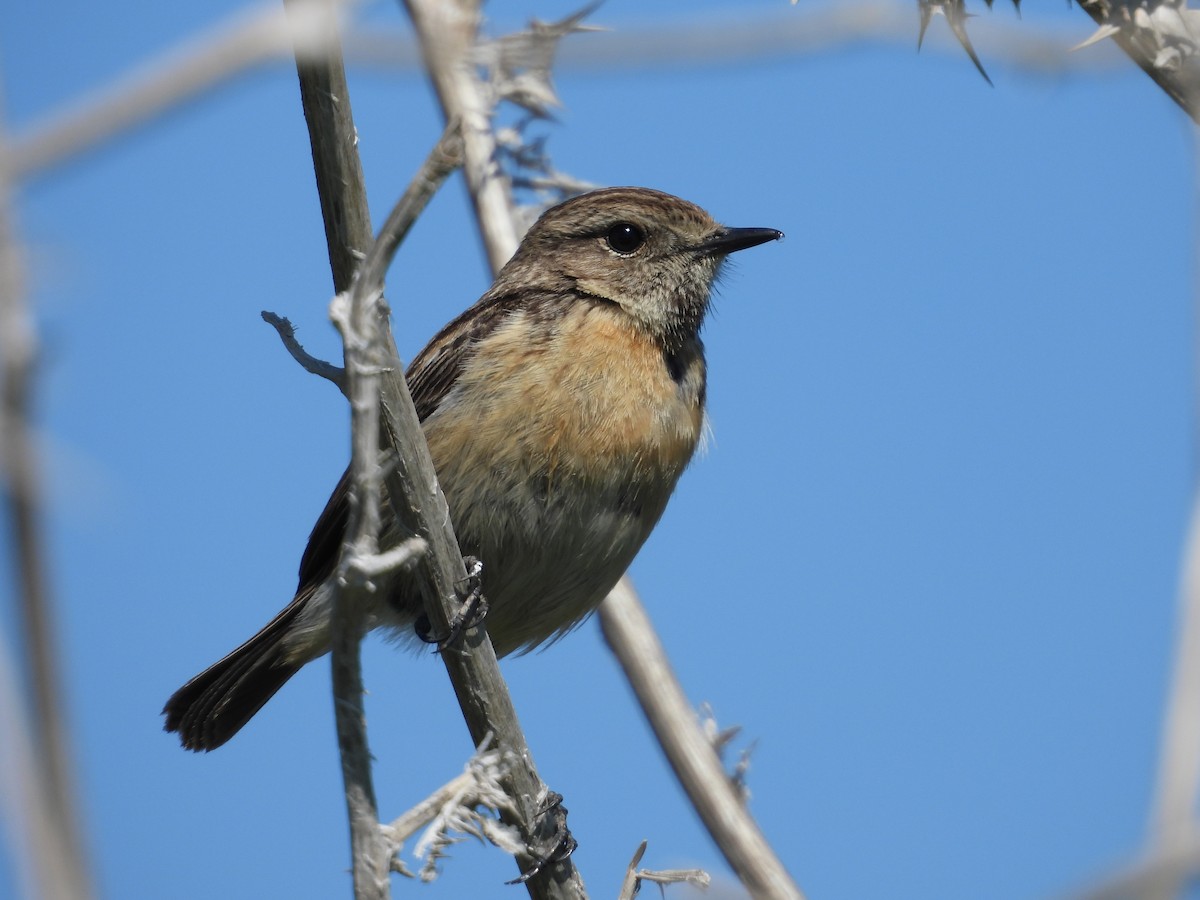 European Stonechat - ML631405070