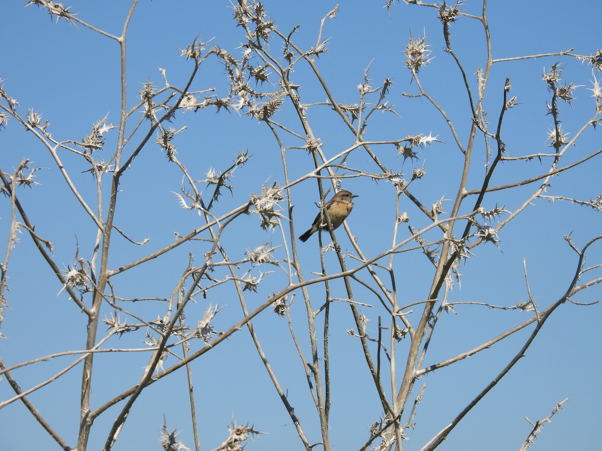 European Stonechat - ML631405071