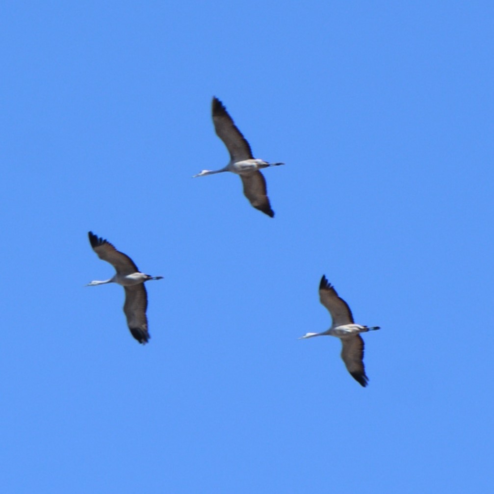 Sandhill Crane - ML631405116