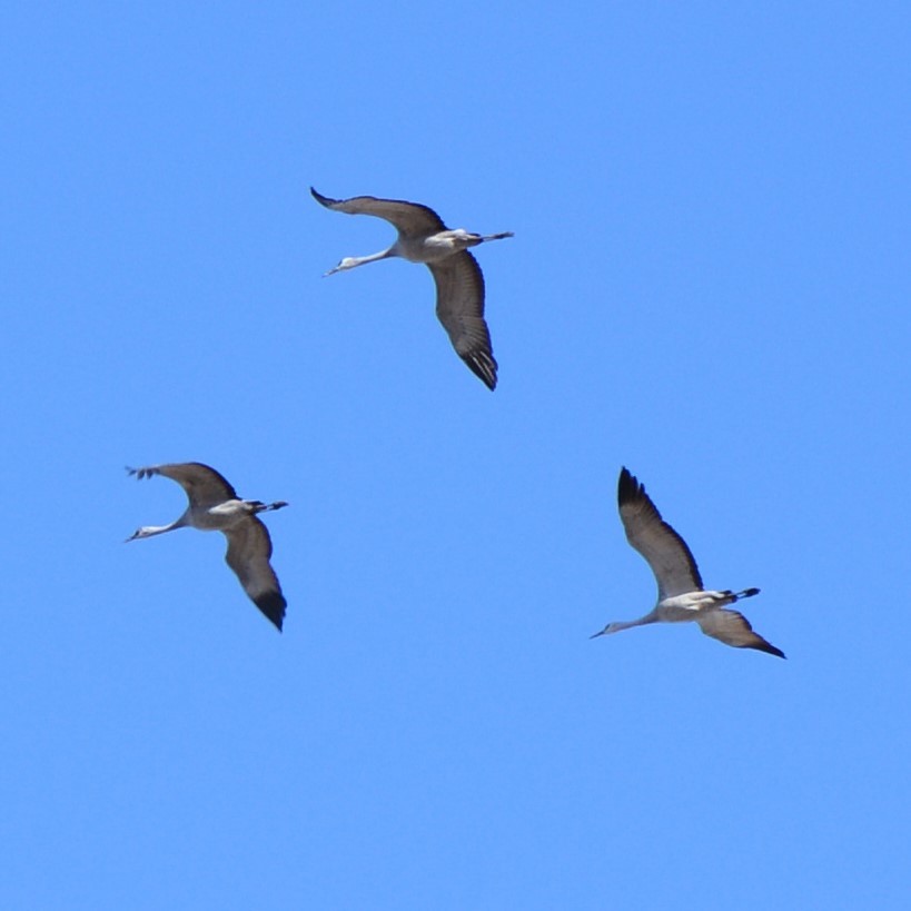 Sandhill Crane - ML631405117
