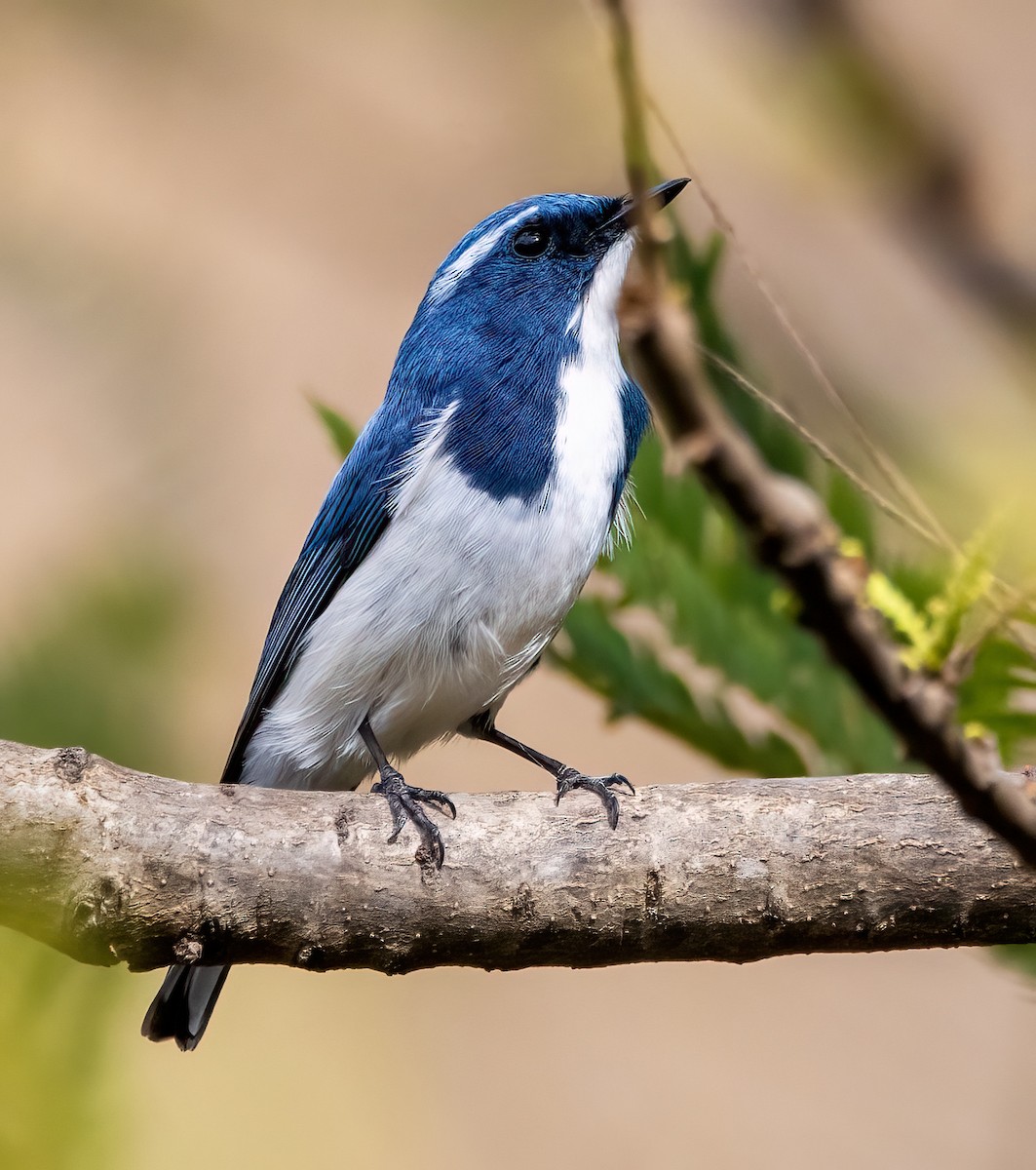 Ultramarine Flycatcher - ML631405446