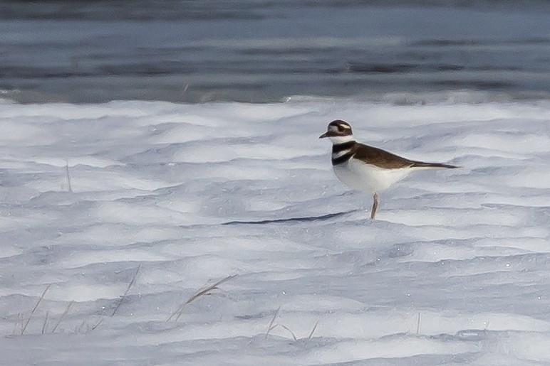 Killdeer - ML631405464