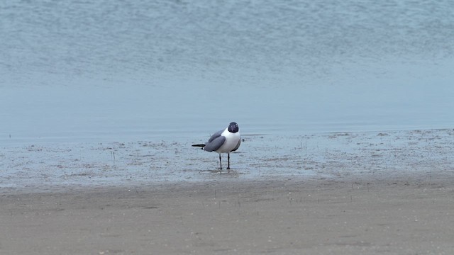 Antxeta mokogorri amerikarra - ML631405472