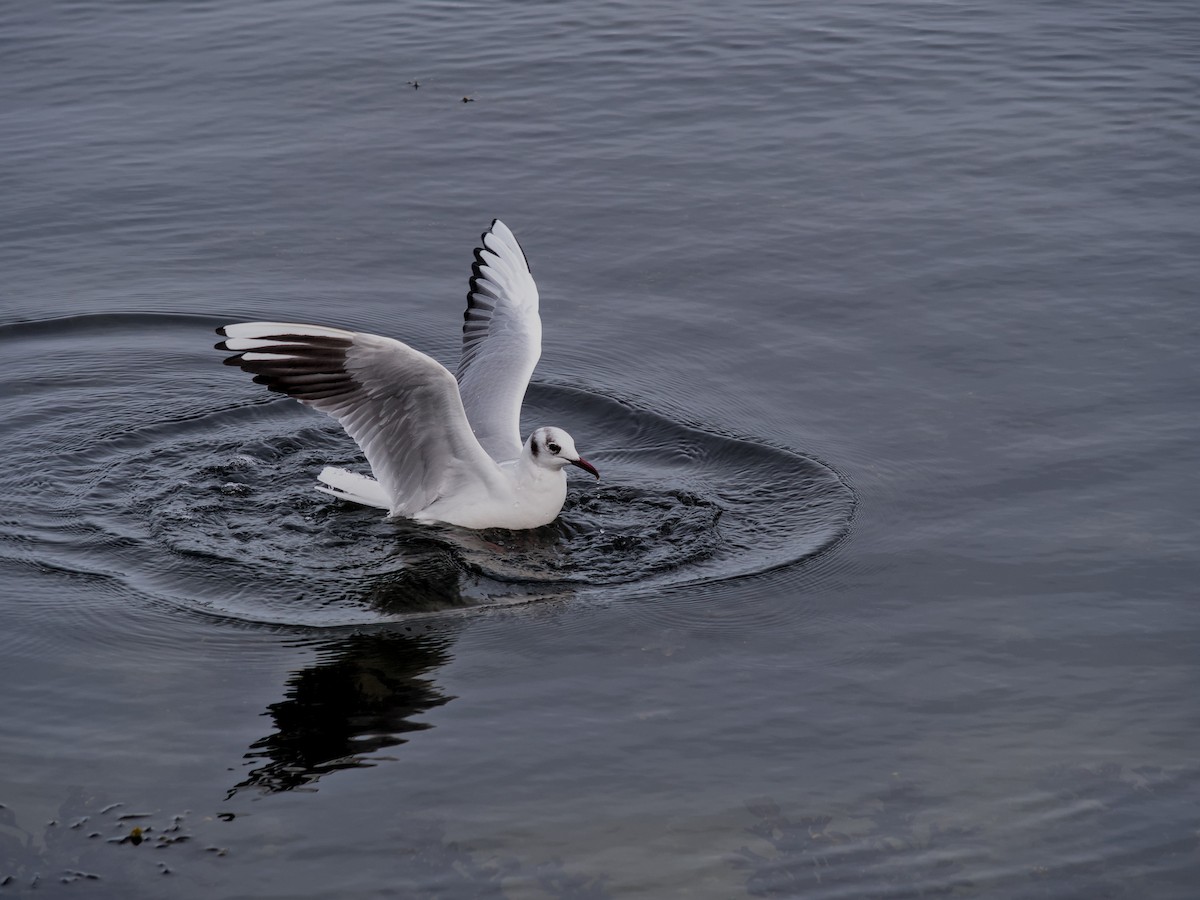 Black-headed Gull - ML631405618