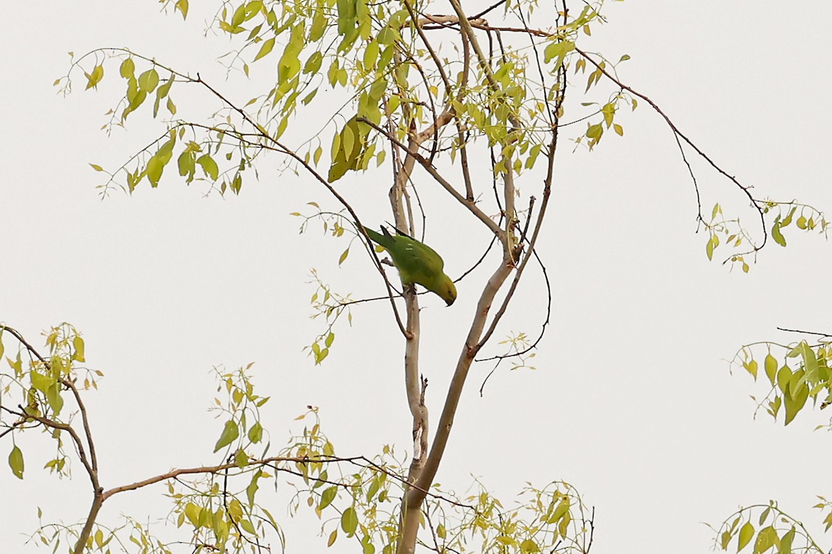 Olive-headed Lorikeet - ML631405647