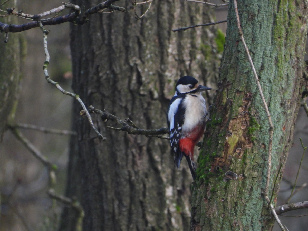 Great Spotted Woodpecker - ML631405666