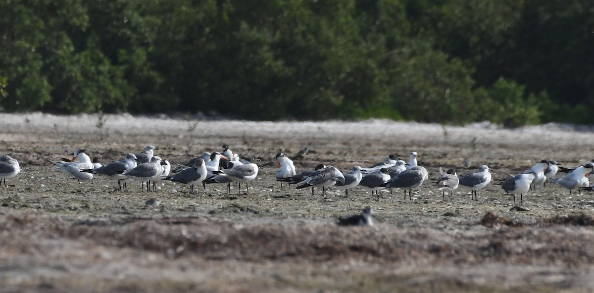 Laughing Gull - Suzanne Zuckerman