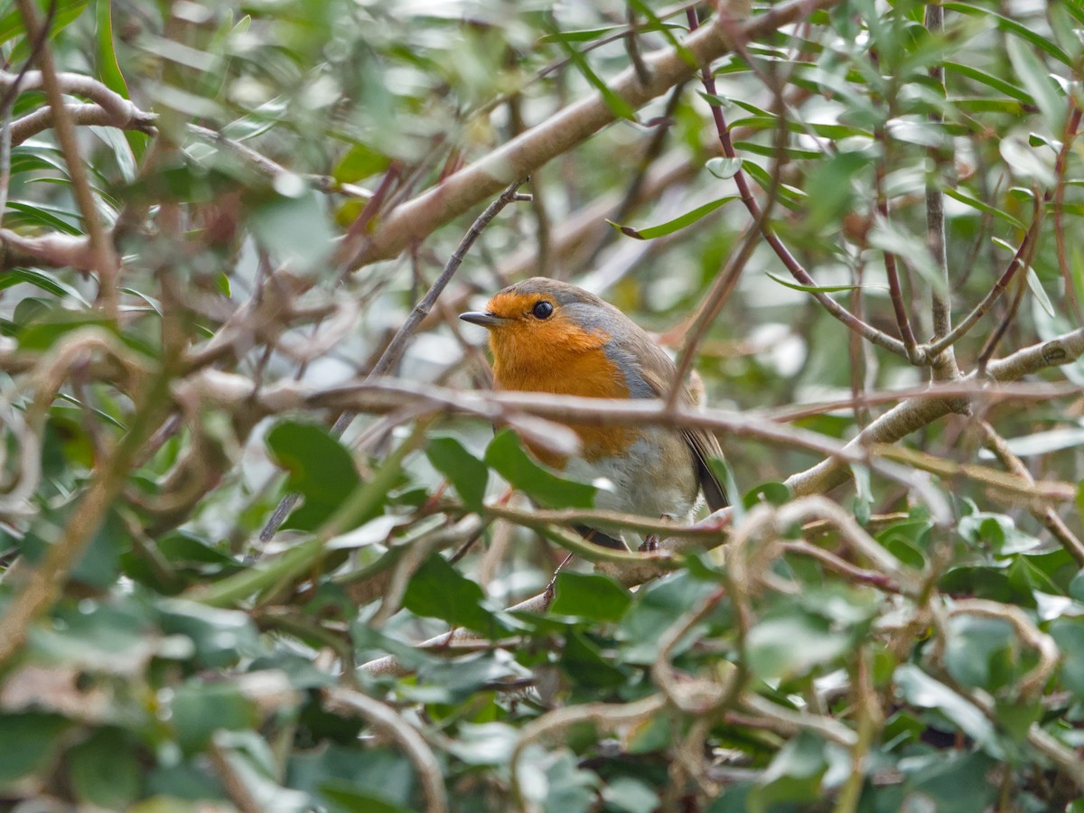 European Robin - ML631405725