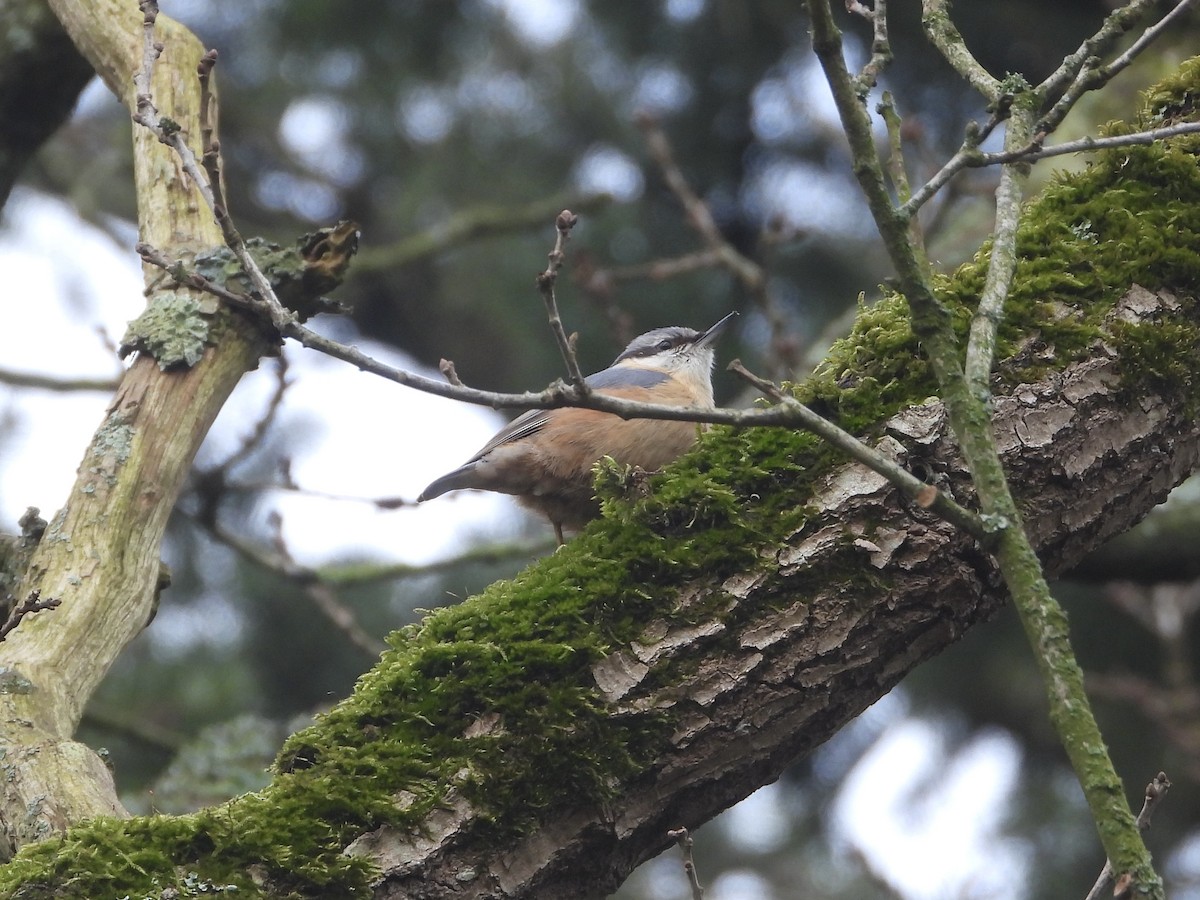 Eurasian Nuthatch - ML631405729
