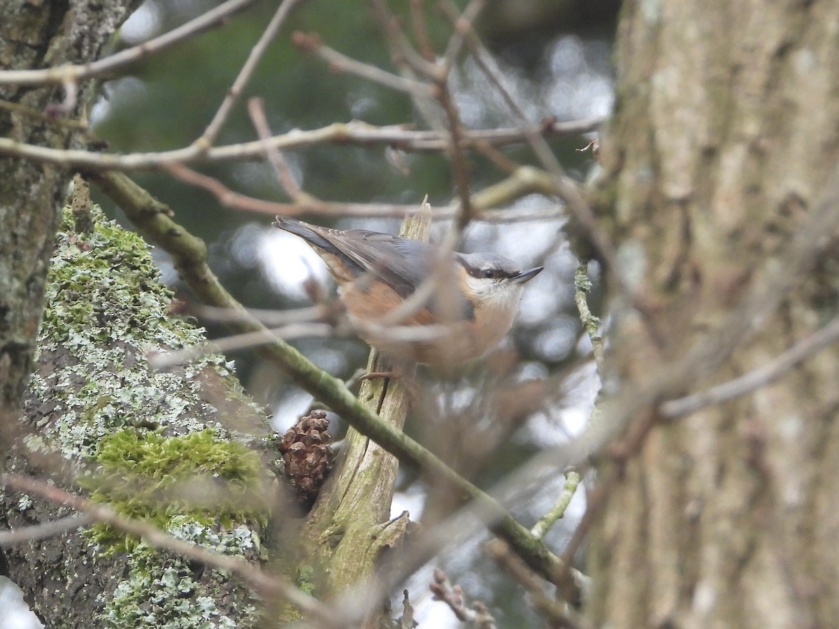 Eurasian Nuthatch - ML631405730