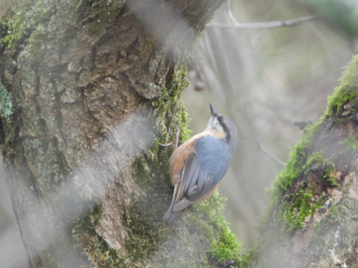 Eurasian Nuthatch - ML631405731
