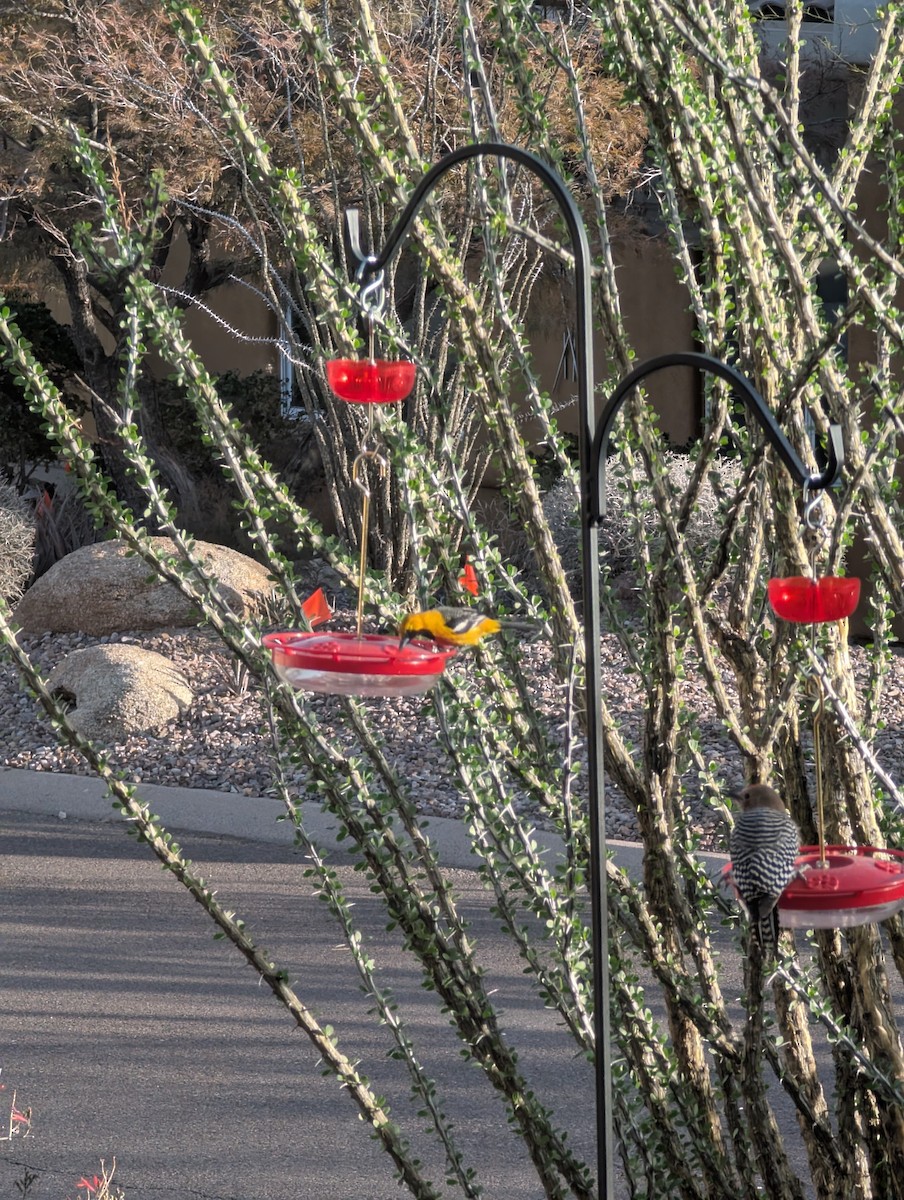 Hooded Oriole - ML631405757