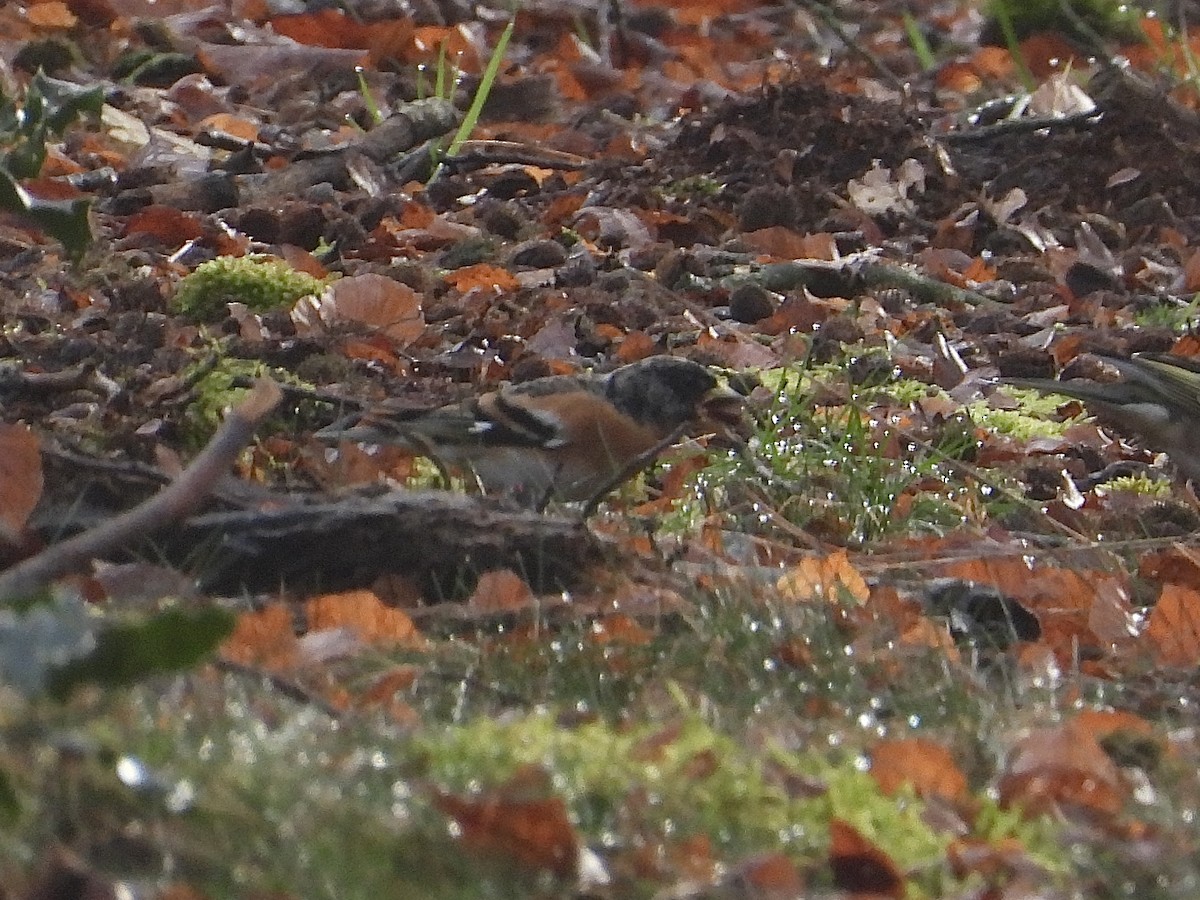 Brambling - ML631405758